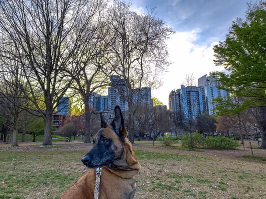 Piedmont Park Dog Park photo 2